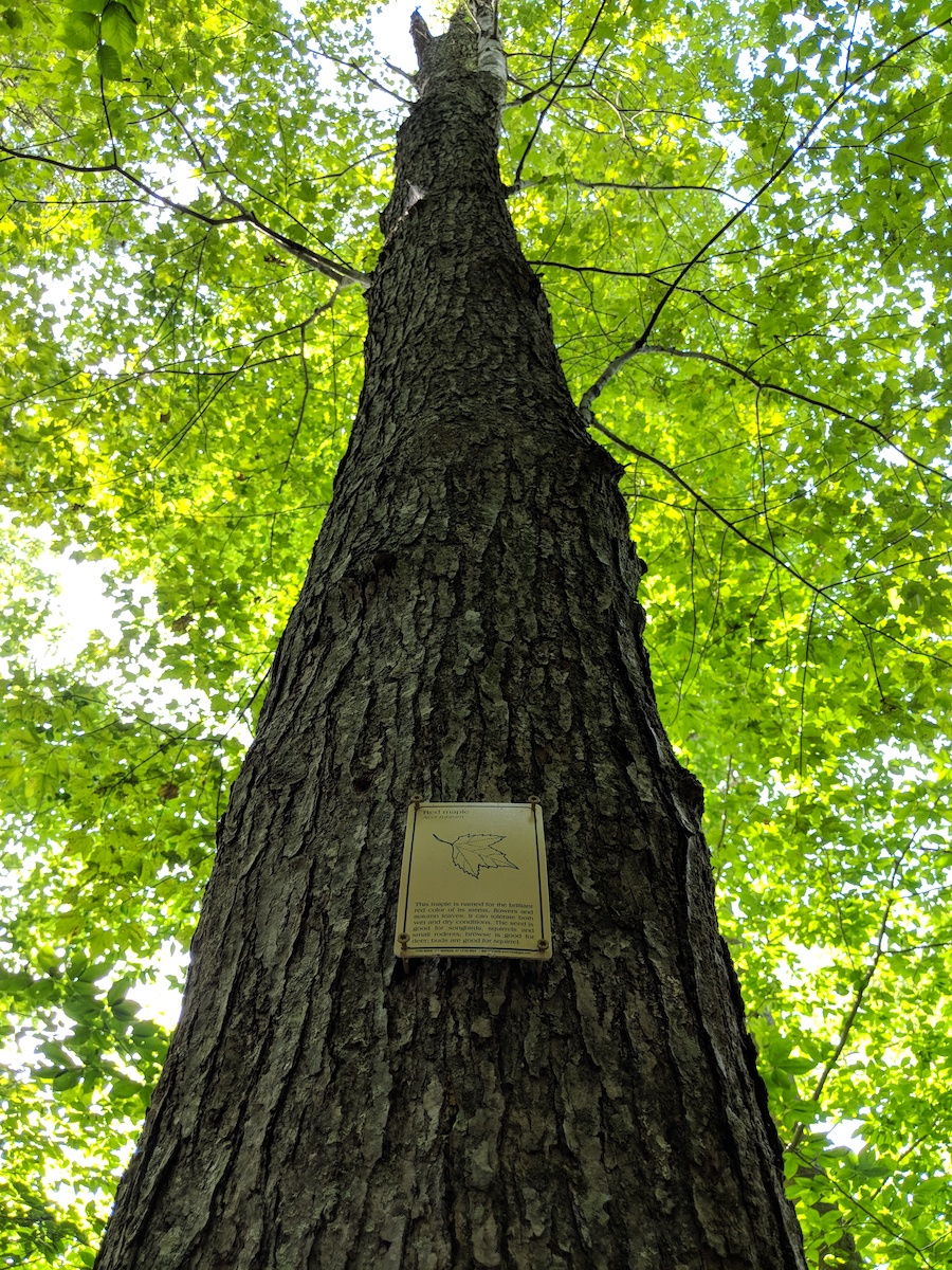 Red Maple Tree